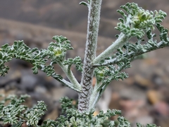 Chaenactis douglasii