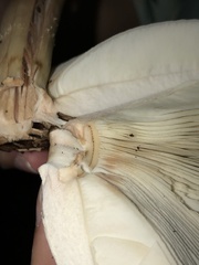 Chlorophyllum molybdites