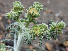 Chaenactis douglasii