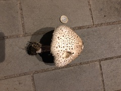 Chlorophyllum molybdites