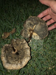 Chlorophyllum molybdites
