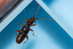 Dendrophagus crenatus