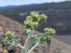 Chaenactis douglasii