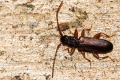 Dendrophagus crenatus