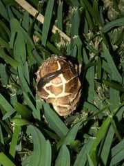 Chlorophyllum molybdites