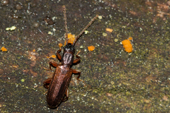 Dendrophagus crenatus
