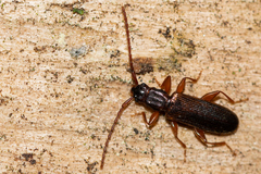 Dendrophagus crenatus