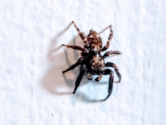 Pseudeuophrys erratica