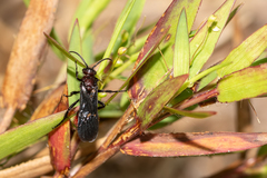 Dasymutilla nigripes