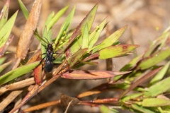 Dasymutilla nigripes