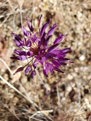 Allium fimbriatum