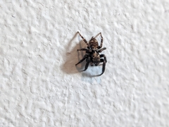 Pseudeuophrys erratica