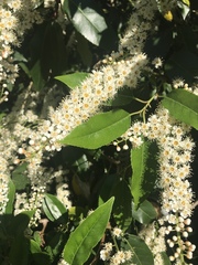 Prunus lusitanica
