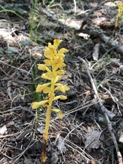 Corallorhiza striata vreelandii
