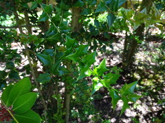 Ilex pernyi