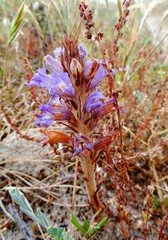 Phelipanche arenaria