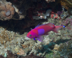 Pseudanthias pleurotaenia