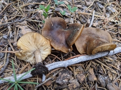 Melanoleuca angelesiana