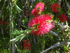 Melaleuca phoenicea