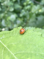 Harmonia axyridis