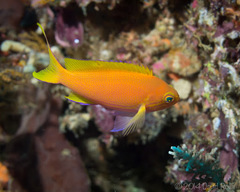 Pseudanthias pleurotaenia