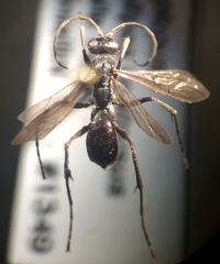 Auplopus mellipes variitarsus