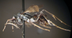 Auplopus mellipes variitarsus