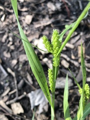 Carex granularis