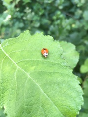 Harmonia axyridis