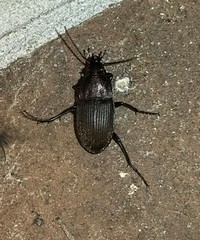 Chlaenius tomentosus