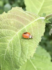 Harmonia axyridis