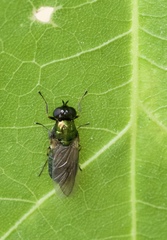 Chloromyia formosa