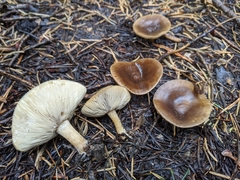 Melanoleuca angelesiana