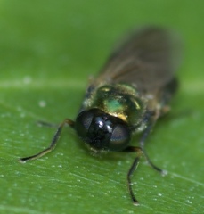 Chloromyia formosa