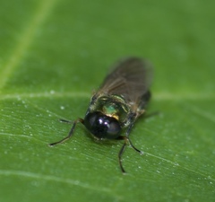 Chloromyia formosa