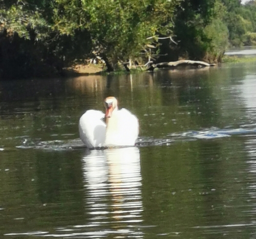 Cygnus olor