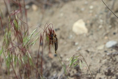 Stenopogon