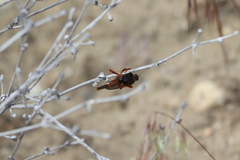 Stenopogon