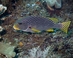 Plectorhinchus lineatus