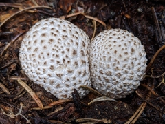 Lycoperdon subcretaceum