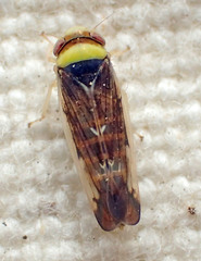 Colladonus montanus reductus