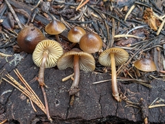 Mycena nivicola