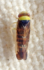Colladonus montanus reductus
