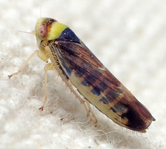 Colladonus montanus reductus