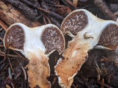 Pholiota nubigena