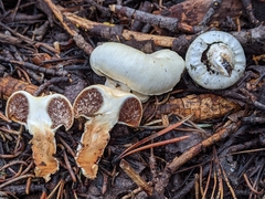 Pholiota nubigena