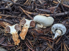 Pholiota nubigena