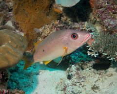 Lutjanus monostigma