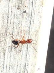 Camponotus discolor