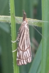 Chrysocramboides craterella